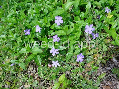 periwinkle, common